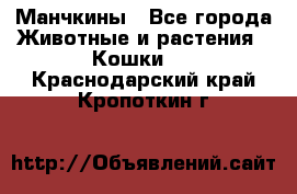 Манчкины - Все города Животные и растения » Кошки   . Краснодарский край,Кропоткин г.